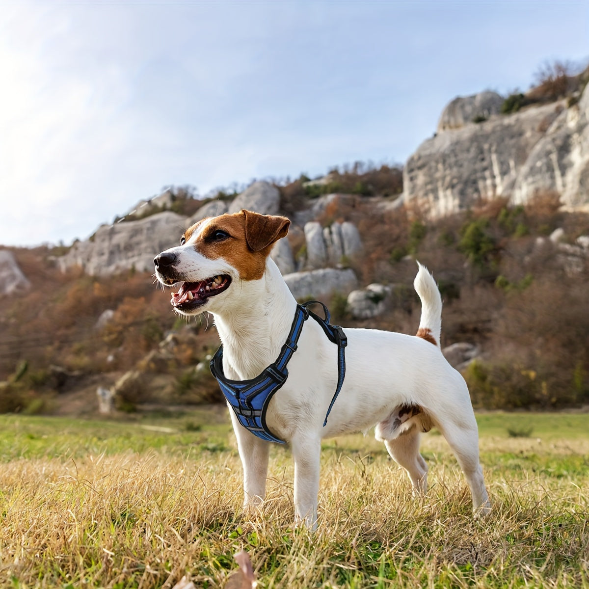 Front Clip No-Pull Dog Harness with Reflective Control Handle, Adjustable Walking Gear for Small, Medium and Large Dogs, S to XL Color Options
