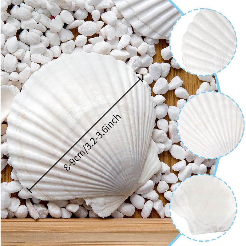 Natural Scallop Shells for Crafts, 18 Large White Seashells, 3.2–3.6 Inches, for DIY Painting, Coastal Table Decor and Beach Weddings