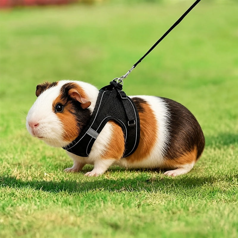 Small Dog Harness and Leash Set, Lightweight Breathable Mesh Vest with Reflective Trim for Cats and Puppies, XS S L XL Walking Gear