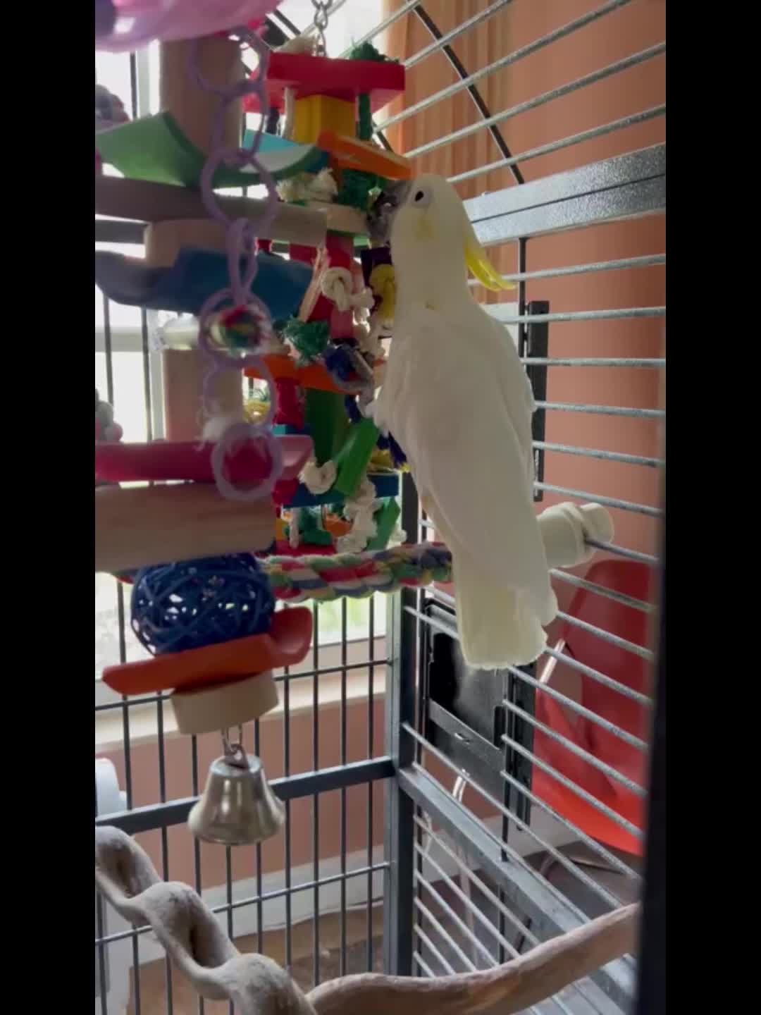Parrot Toys with Colorful Wood Chew Designs, 12 Selectable Bird Cage Accessory Styles Including Apple, Banana, Coconut and Block Options for Enrichment