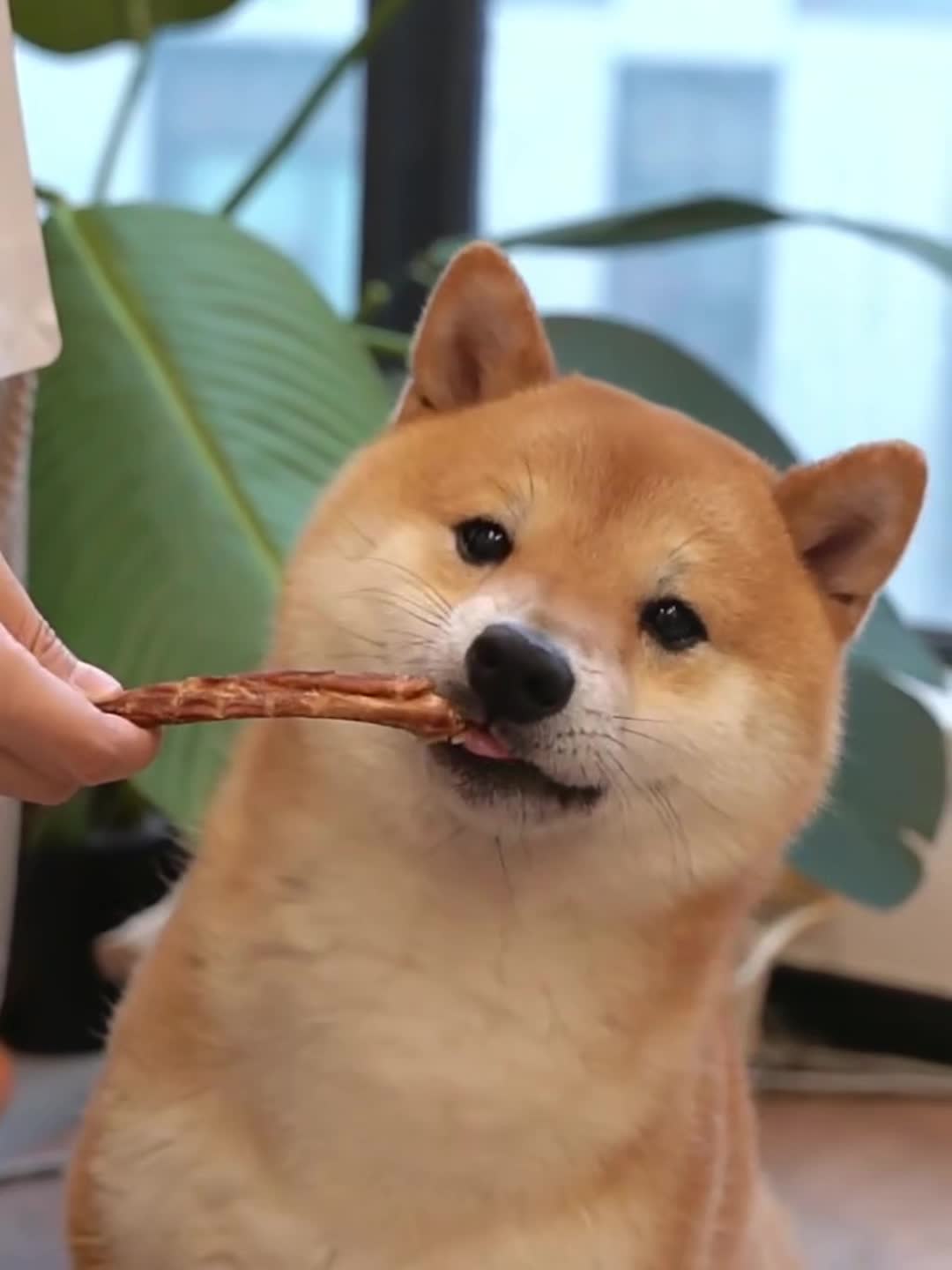 Dog Chew Sticks for Small Dogs, 80g Beef Steak Flavored Chew Treats for Supervised Snack Time, Everyday Rewards and Dog Gift Baskets