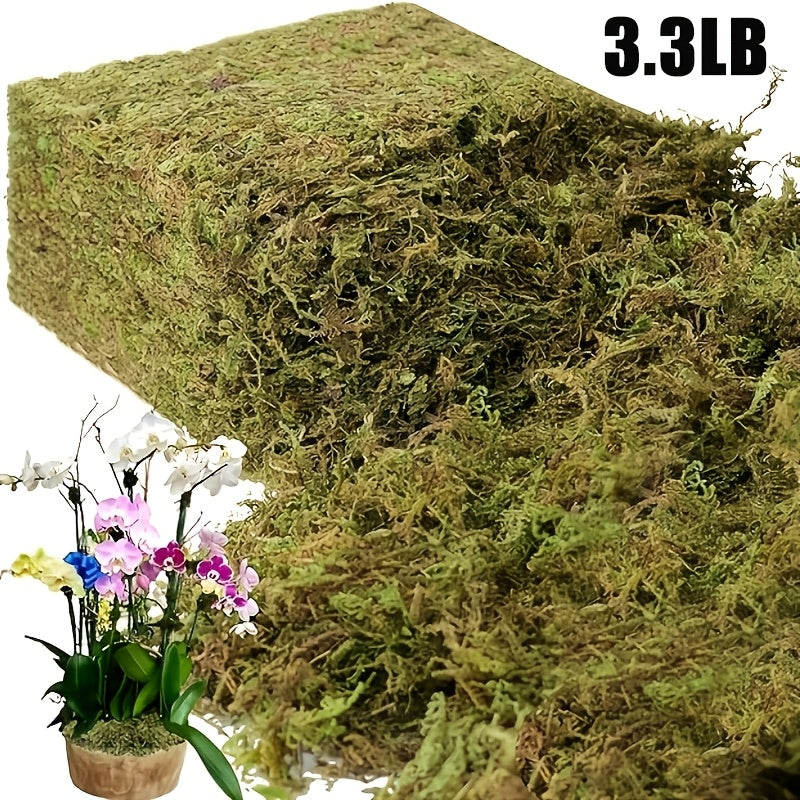 Sphagnum Moss for Terrariums and Plants, 1.65LB or 3.3LB Green Orchid Repotting Moss for Indoor Potted Plant and Reptile Habitat Projects