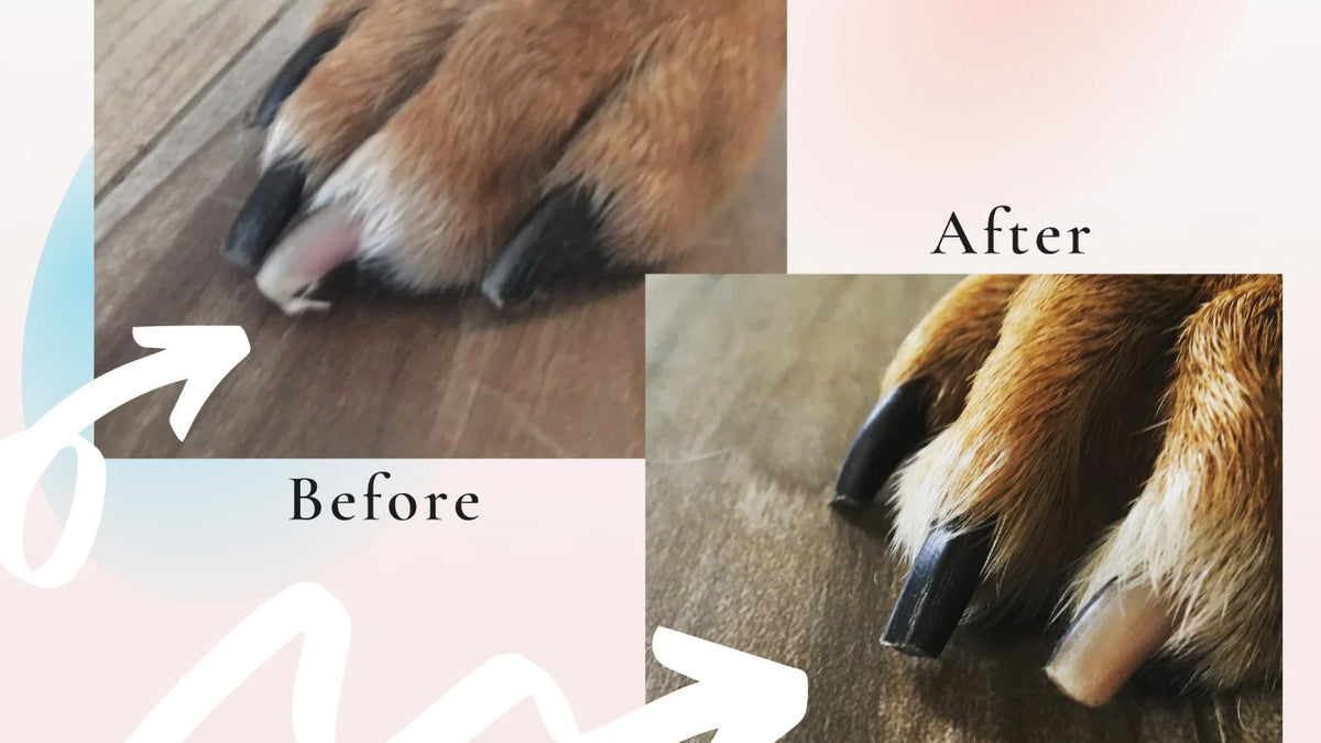 Wooden Dog Nail Scratch Board with Treat Drawer, Sandpaper Paw Filing Surface for Reward-Based Training and At-Home Grooming, 2-Piece Set