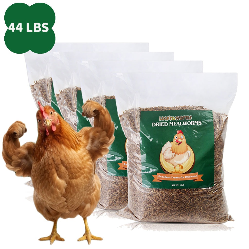 Dried Mealworms for Chickens and Wild Birds, Insect Treats for Backyard Feeding and Foraging Routines with Small and Bulk Weight Options
