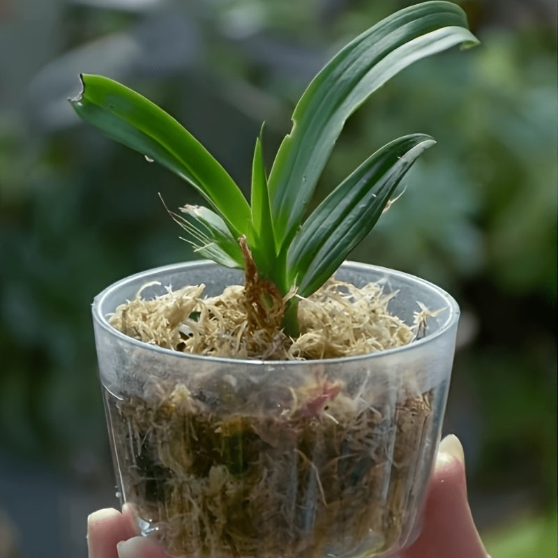 Peat Moss for Reptile Habitats, Orchids and Carnivorous Plants, Compressed Water-Expanding Dry Moss in 100g or 200g Packs for Planting Projects