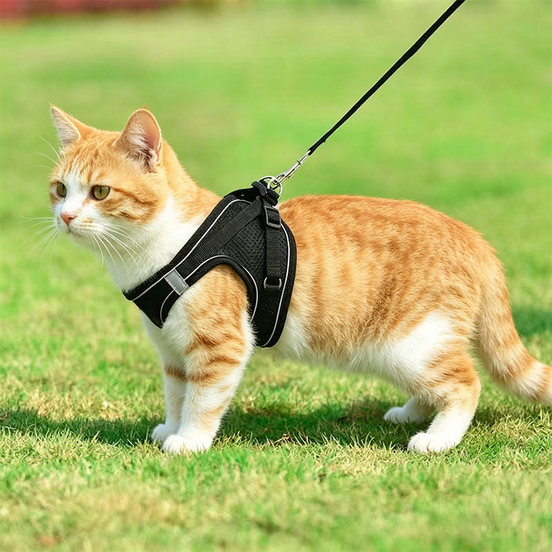 Small Dog Harness and Leash Set, Lightweight Breathable Mesh Vest with Reflective Trim for Cats and Puppies, XS S L XL Walking Gear