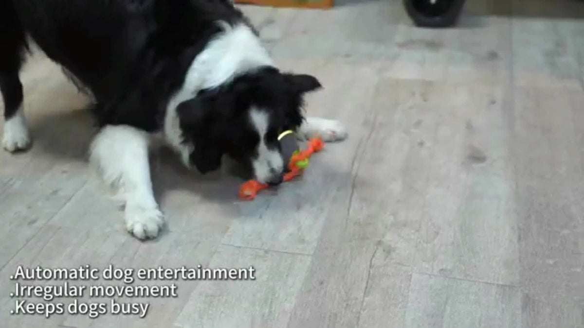 Automatic Rolling Dog Ball with Voice Recording and Rope, Interactive Moving Puppy Toy for Small and Medium Dogs, Supervised Chase Play