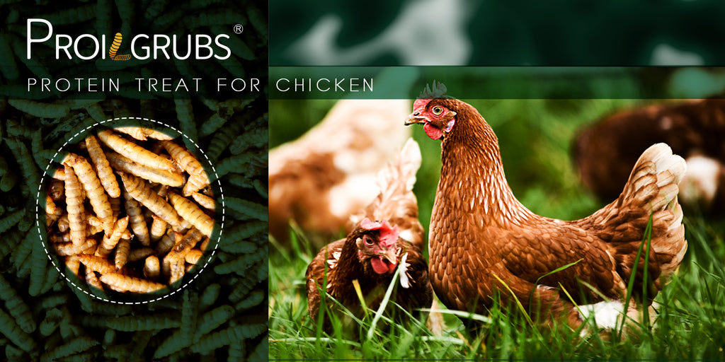 Chicken Treats with Dried Black Soldier Fly Larvae, Protein-Rich BSFL Grubs for Backyard Poultry and Wild Bird Feeding, Six Pack Sizes from 5 to 33 lb