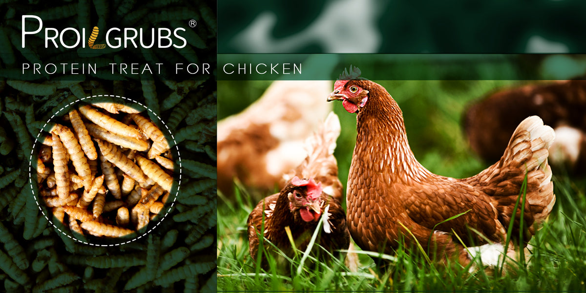 Chicken Treats with Dried Black Soldier Fly Larvae, Protein-Rich BSFL Grubs for Backyard Poultry and Wild Bird Feeding, Six Pack Sizes from 5 to 33 lb