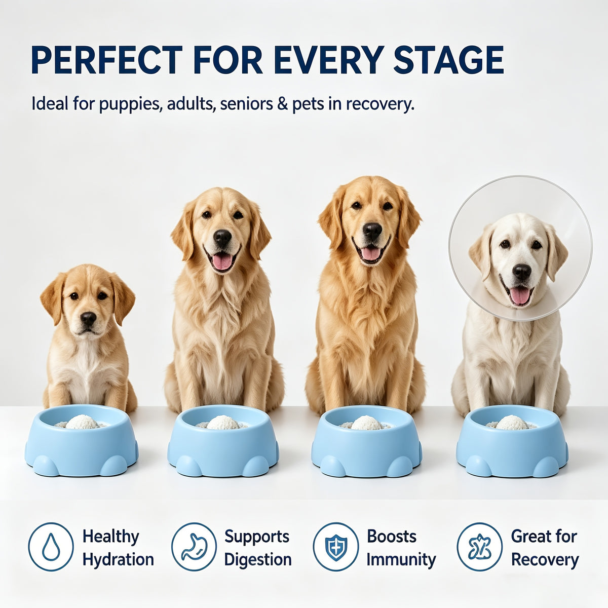 Cat Feeding Station with Food and Water Dispenser Options, Colorful Pet Feeder or Rolling Ball Slow Feeder Bowl for Everyday Indoor Meals