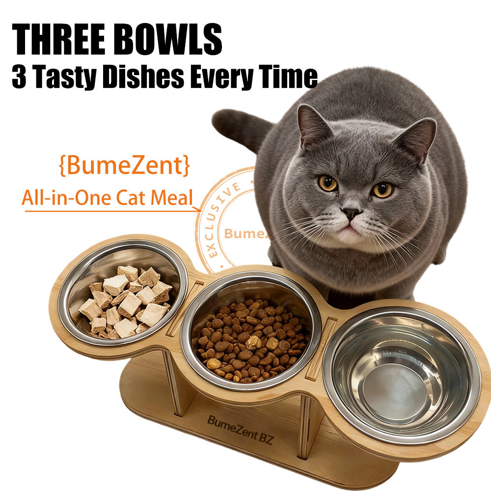 Elevated Cat Bowl Set with Spoon Option, Stainless Steel Food and Water Bowls on Stand for Cats, Kittens, Puppies and Small Pets at Home