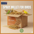 Millet Spray for Birds, Golden Seed Treats for Parakeets, Budgies, Cockatiels, Finches and Canaries, 5 lb Bulk or 2 Long Spray Options