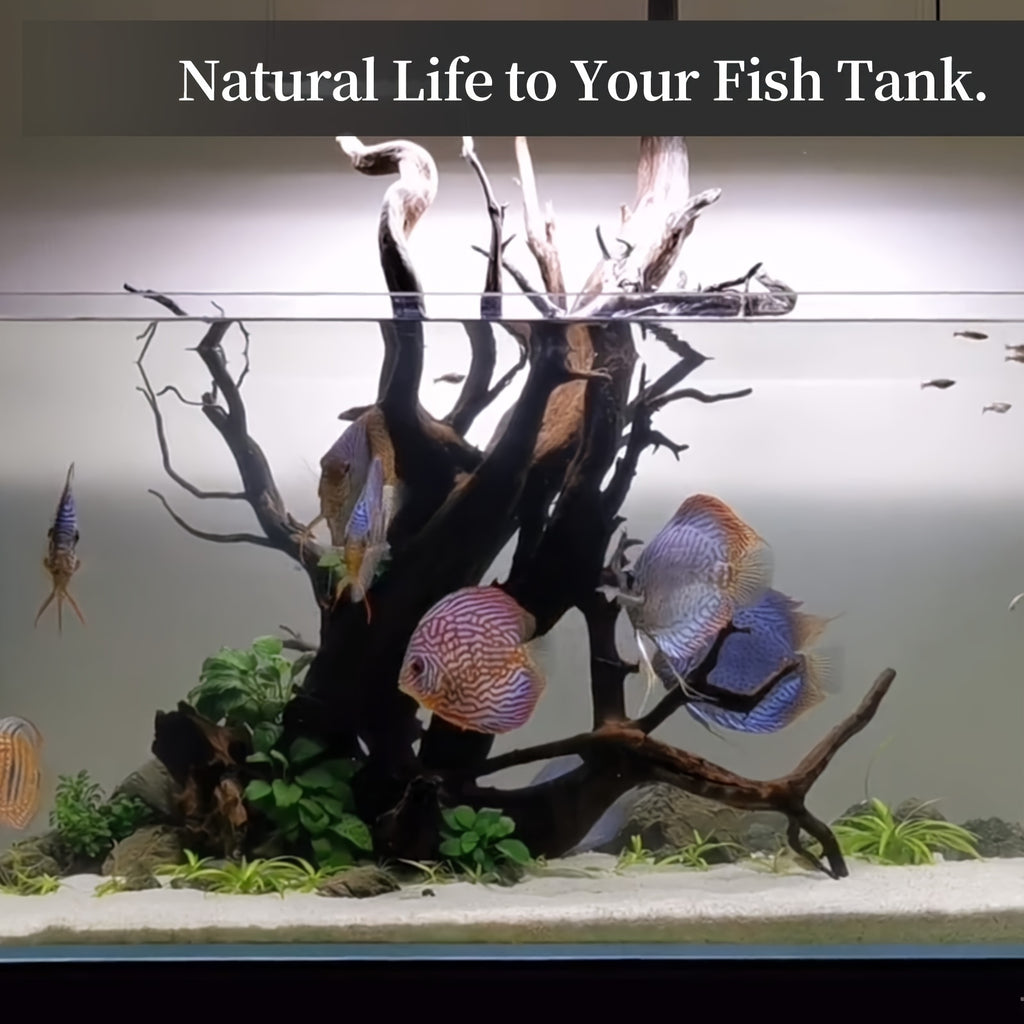 Aquarium Driftwood Decor 2-Pack, 12.5-18 Inch Large Natural Wood with Fewer Branches for Fish Tank Aquascaping and Reptile Enclosures
