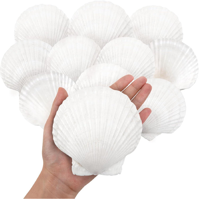 Natural Scallop Shells for Crafts, 18 Large White Seashells, 3.2–3.6 Inches, for DIY Painting, Coastal Table Decor and Beach Weddings