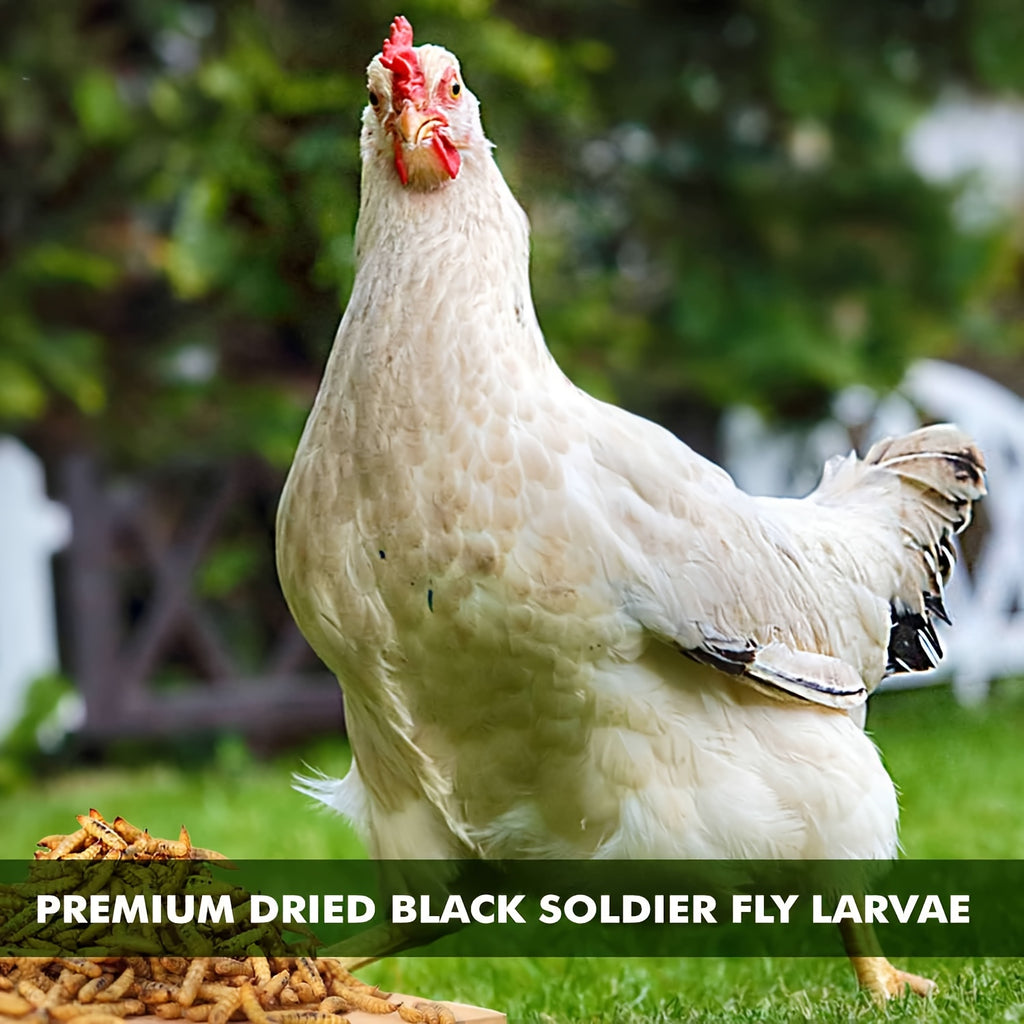 Dried Grubs for Chickens 5 lb, Black Soldier Fly Larvae Treats for Backyard Flocks, Supplemental Insect Snacks for Everyday Feeding and Foraging