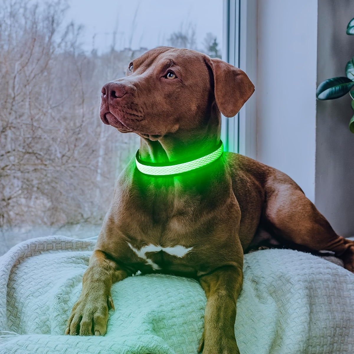 LED Dog Collar with Soft Mesh Design, USB Rechargeable Adjustable Light Up Collar for Small Medium Large Dogs, Evening Walks, XS-XL