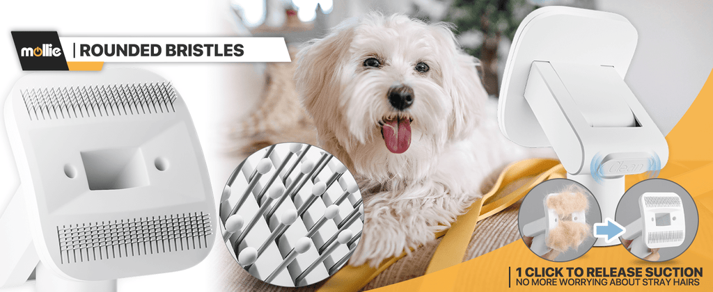 Dog Grooming Vacuum and Dryer Kit with 6 Grooming Tools, Trimmer and Guide Combs for At-Home Dog and Cat Coat Care, MoNiBloom