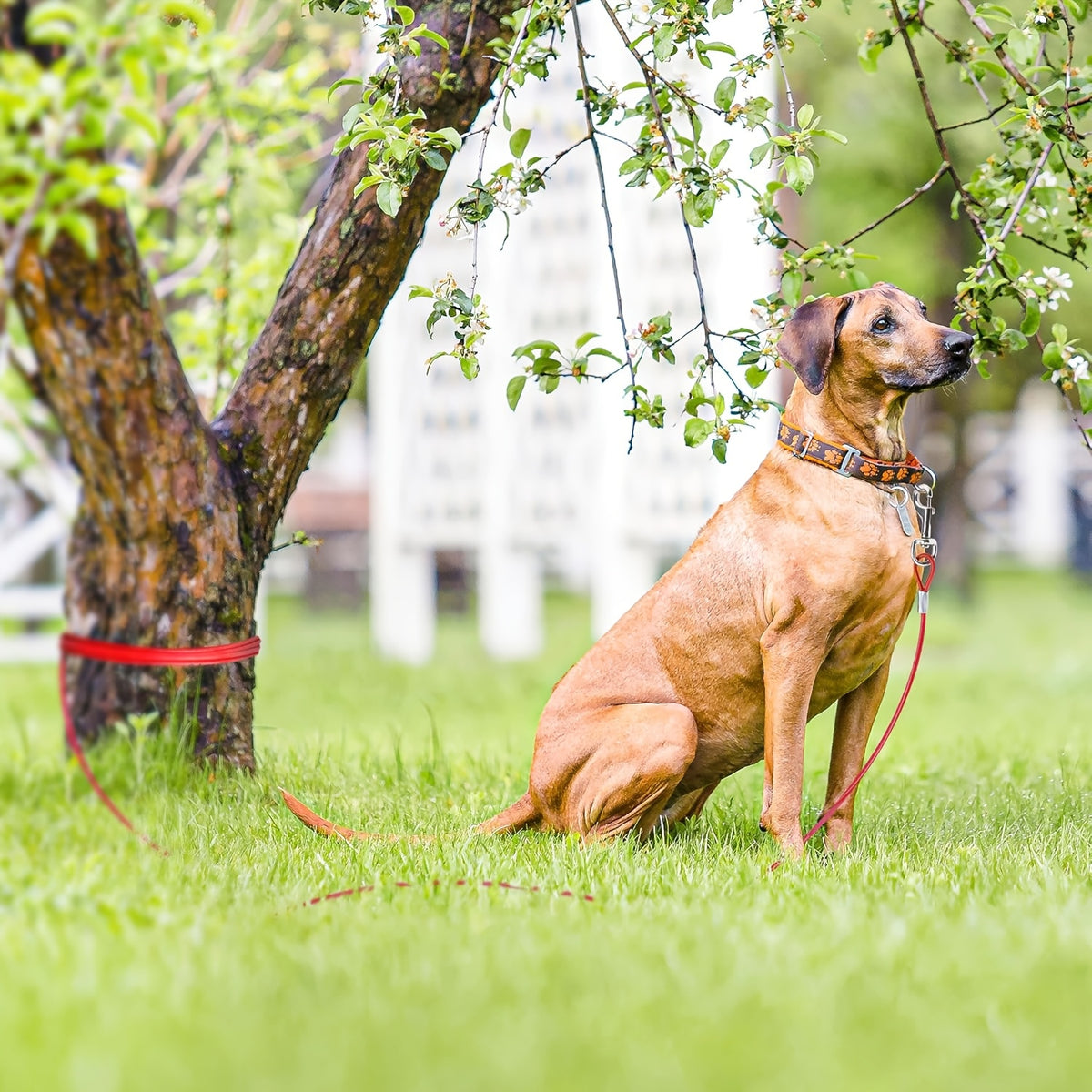 25 Foot Dog Tie Out Cable with Quick-Release Swivel Clips and 360-Degree Rotating Clasp, Transparent Outdoor Yard Lead for Supervised Dog Time