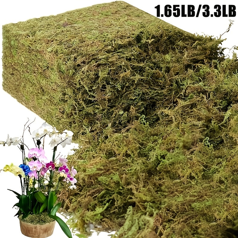 Sphagnum Moss for Terrariums and Plants, 1.65LB or 3.3LB Green Orchid Repotting Moss for Indoor Potted Plant and Reptile Habitat Projects