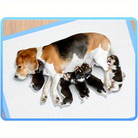 Disposable Dog Pee Pads for Potty Training, 30 x 36 Inch 60 Count or 31 x 47 Inch 40 Count, Extra Large Absorbent Puppy Pads for Home and Crate Use