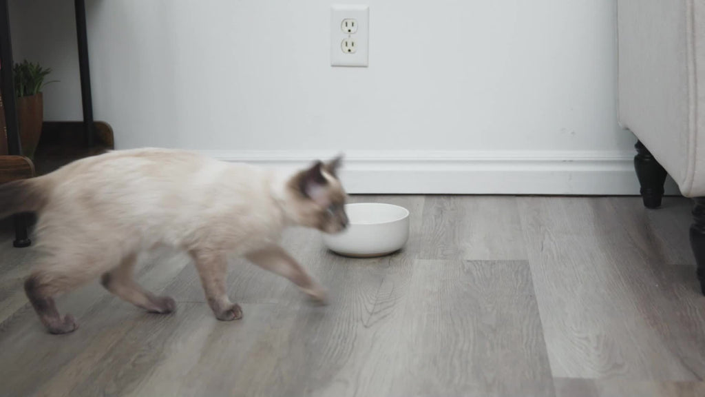 5L Stainless Steel Cat Water Fountain with Water Level Window and Red Blue LED Indicators, Quiet Pet Drinking Dispenser for Dogs and Cats with 2, 5 or 8 Filters