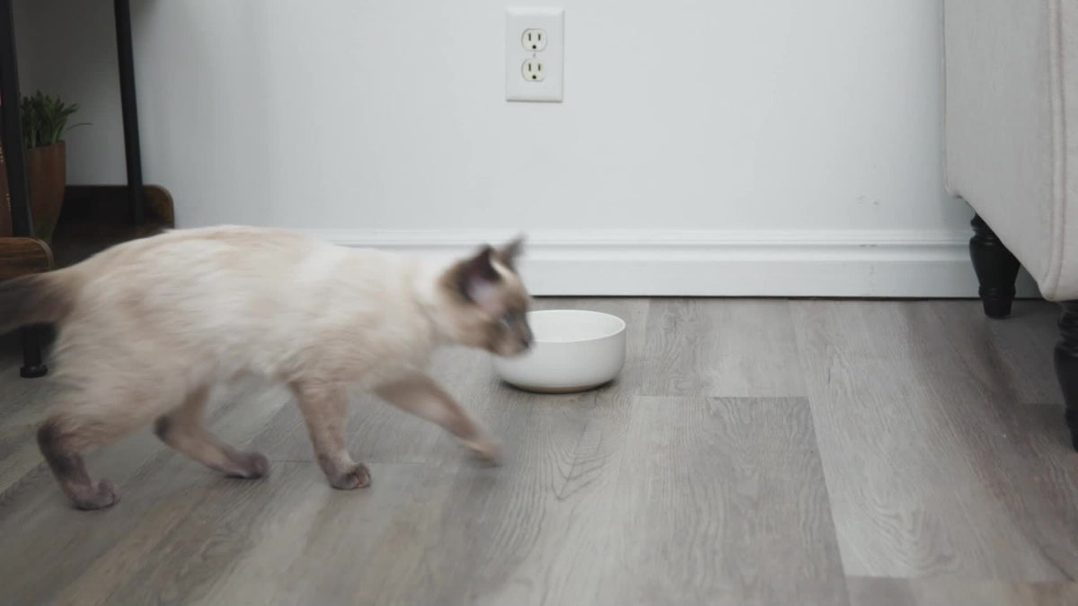 5L Stainless Steel Cat Water Fountain with Water Level Window and Red Blue LED Indicators, Quiet Pet Drinking Dispenser for Dogs and Cats with 2, 5 or 8 Filters