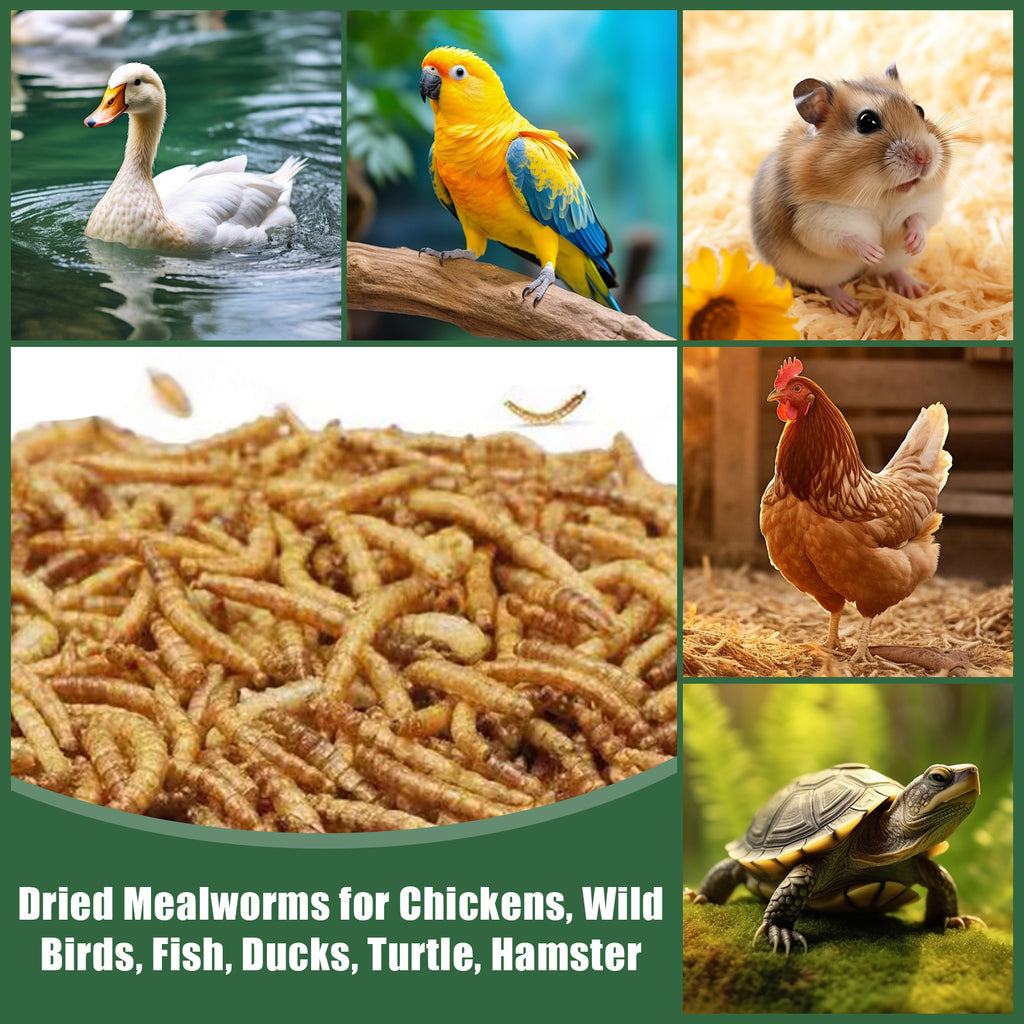 Dried Mealworms for Chickens and Wild Birds, Insect Treats for Backyard Feeding and Foraging Routines with Small and Bulk Weight Options