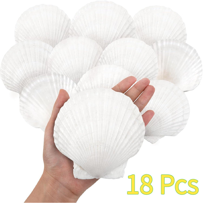 Natural Scallop Shells for Crafts, 18 Large White Seashells, 3.2–3.6 Inches, for DIY Painting, Coastal Table Decor and Beach Weddings