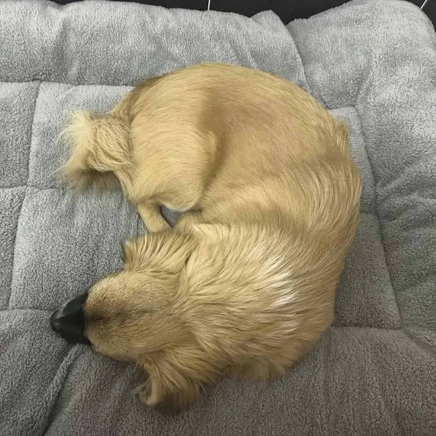 Bolster Dog Bed in Gray, Soft Rectangular Pet Sleeping Mat with Raised Edges and Non-Slip Base, Medium Style for Everyday Indoor Rest