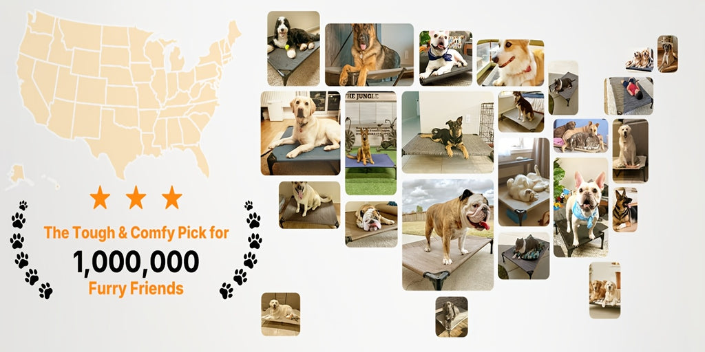 Elevated Dog Bed 2 Pack for Large Dogs, 42 x 30 Inch Breathable Mesh Raised Cots with Non-Slip Feet, Tool-Free Assembly for Indoor, Patio and Camping