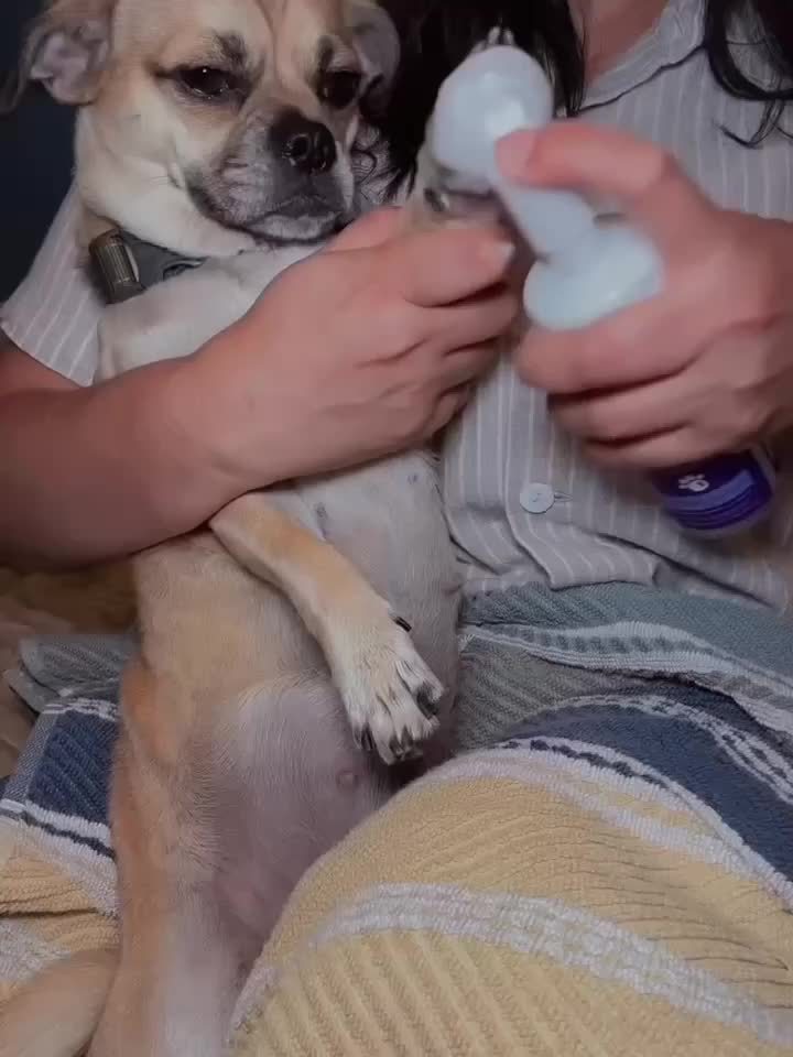 No-Rinse Paw Cleaner for Dogs and Cats, 5oz Paw Wash with Soft Brush, Lavender Chamomile, Lemongrass Sage or Fragrance-Free Options for Daily Grooming