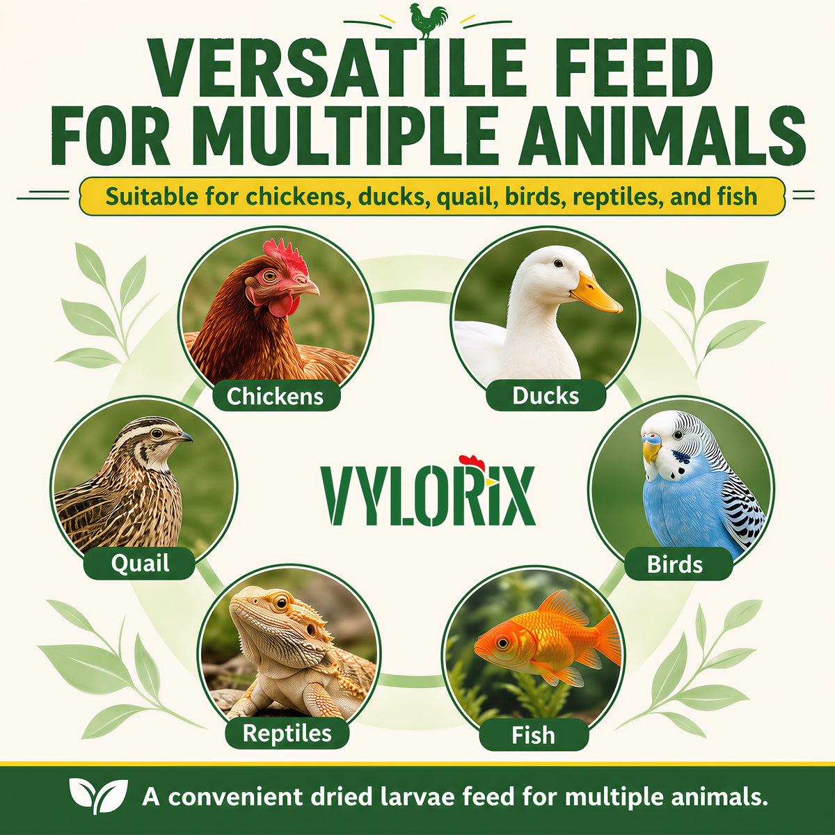 Dried BSFL Grubs for Chickens, Black Soldier Fly Larvae Treats with 46% Protein and 6% Calcium for Hens, Ducks and Birds, 2, 5 or 10 lb