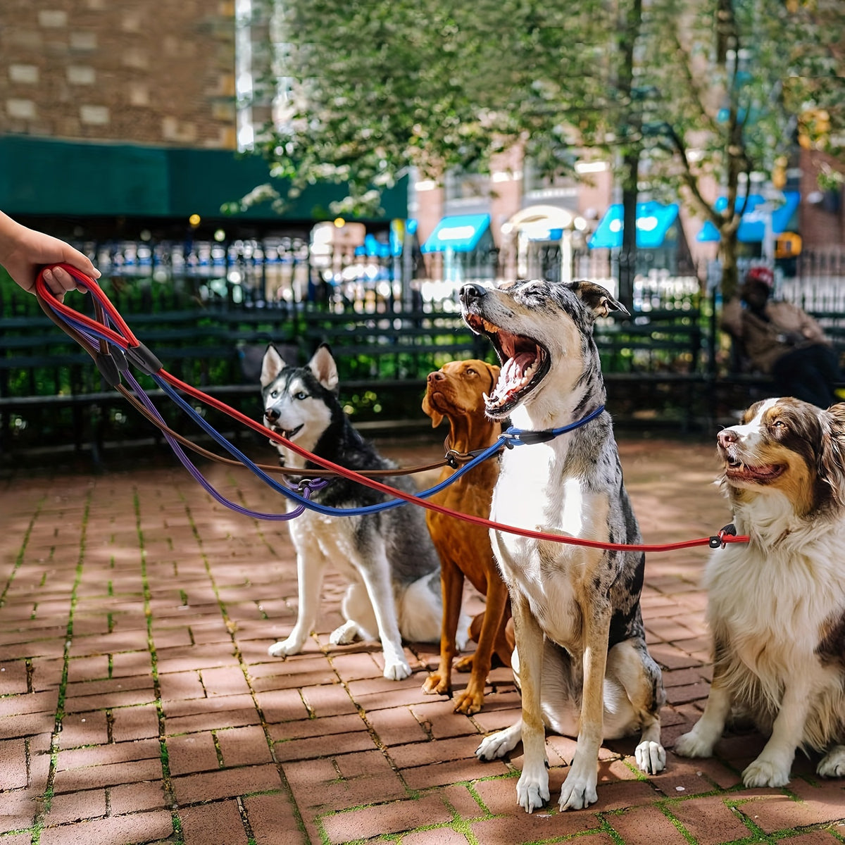 Slip Lead Dog Leash 5-Pack in Mixed Colors, Nylon Rope Leads with Adjustable Neck Loop, Metal Ring and Stopper for Supervised Walking and Training