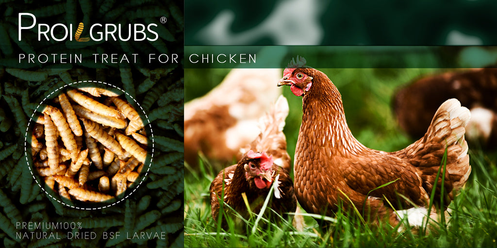 Dried Grubs for Chickens 5 lb, Black Soldier Fly Larvae Treats for Backyard Flocks, Supplemental Insect Snacks for Everyday Feeding and Foraging