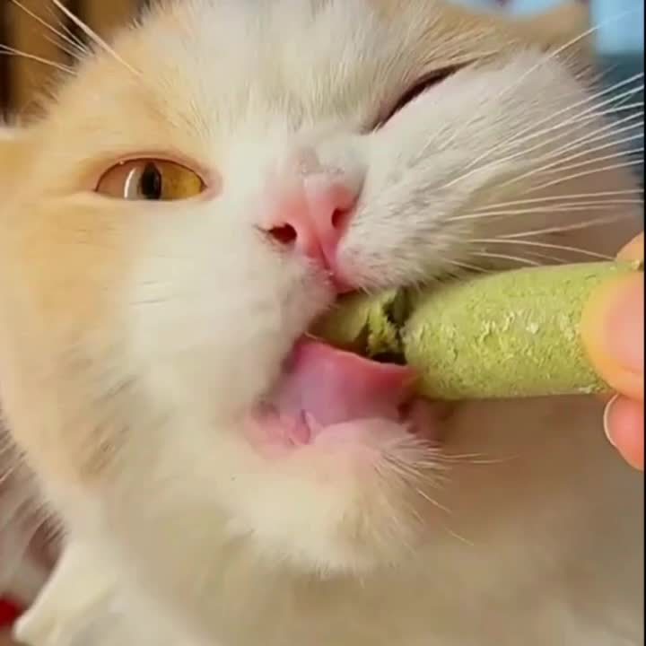 Cat Grass Snack Sticks in 15 or 30 Piece Packs, Edible Chew Treats for Supervised Cat Snack Time, Everyday Rewards and Pet Owner Gift Baskets