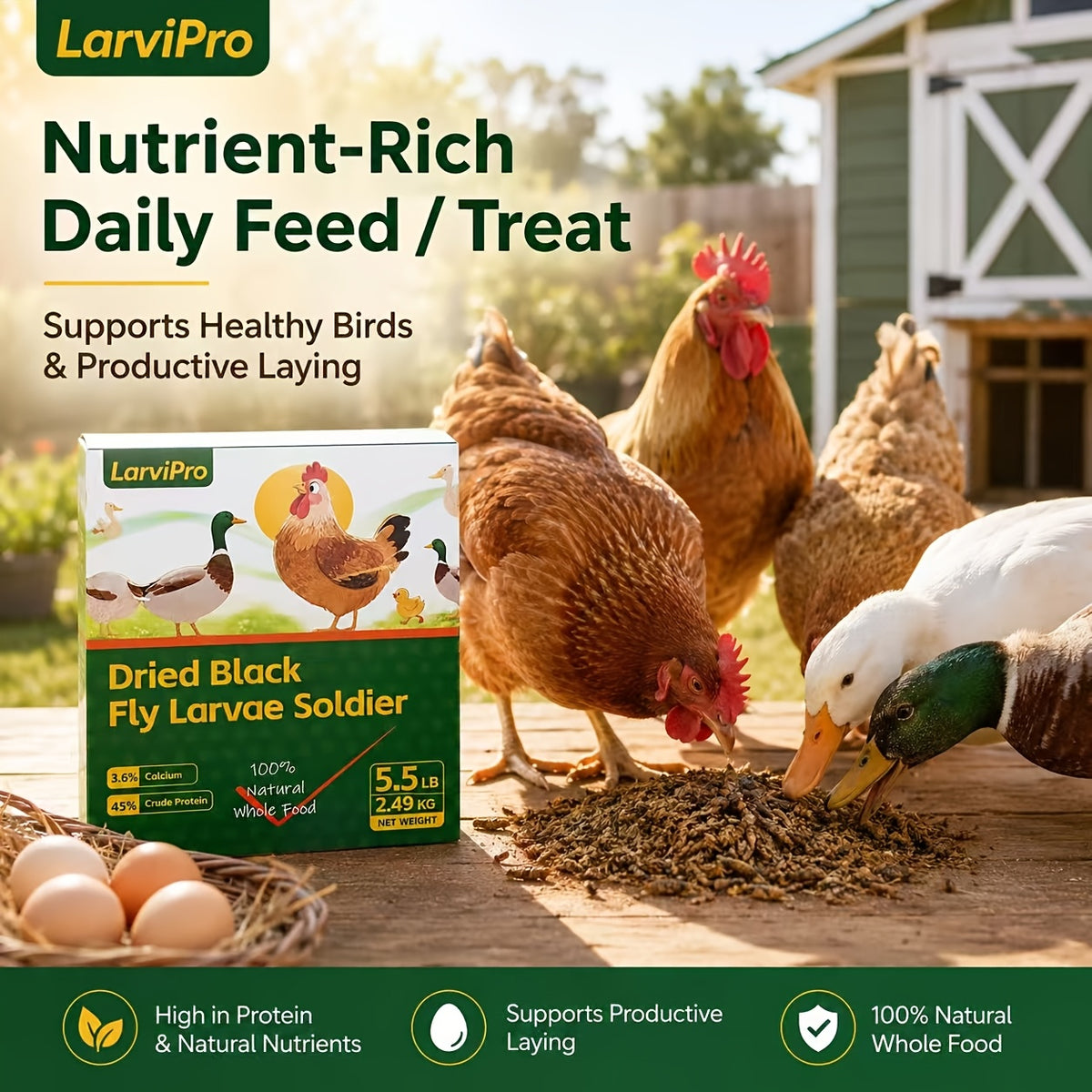 Chicken Grub Treats, Dried Black Soldier Fly Larvae in 5.5 lb or 11 lb Packs for Backyard Hens, Ducks and Wild Birds, Supplemental Foraging Snacks
