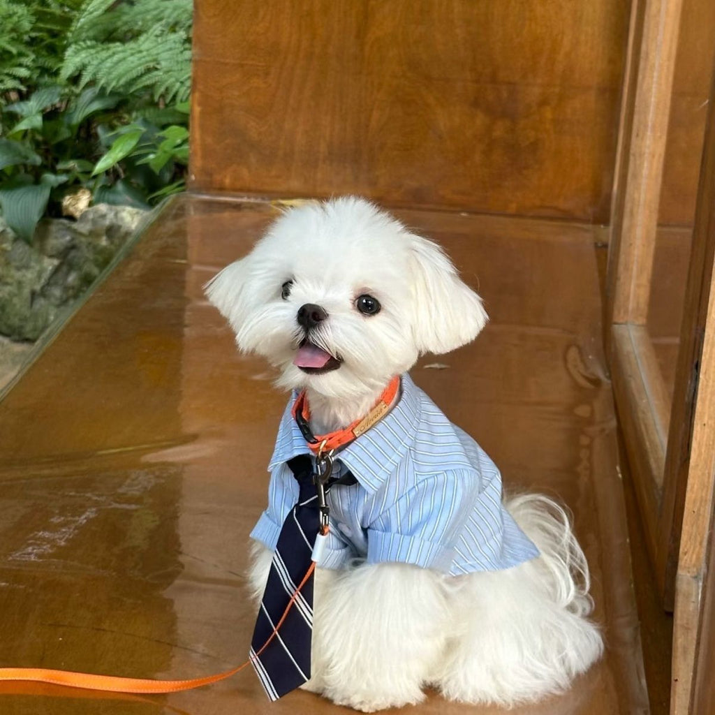 Dog Summer Shirt with Button-Up Style, Lightweight Breathable Pet Clothing for Small Dogs and Cats, Blue or Brown Options in S to XL