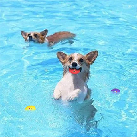 Squeaky Egg Dog Balls 10 Pack for Puppies and Small Dogs, Bouncy Oval Fetch Toys That Float for Supervised Chase and Water Play, No Batteries Needed