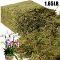 Sphagnum Moss for Terrariums and Plants, 1.65LB or 3.3LB Green Orchid Repotting Moss for Indoor Potted Plant and Reptile Habitat Projects