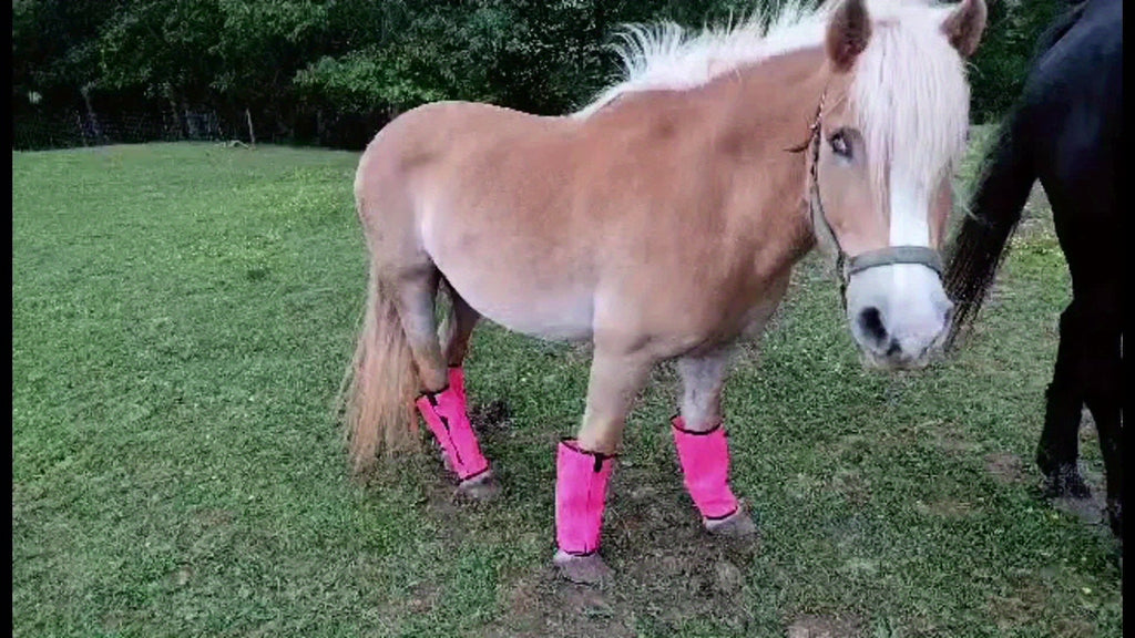 Horse Fly Leg Wraps 12-Pack, Breathable Mesh Equine Leg Covers in Random Colors for Seasonal Fly Coverage and Everyday Horse Care Routines