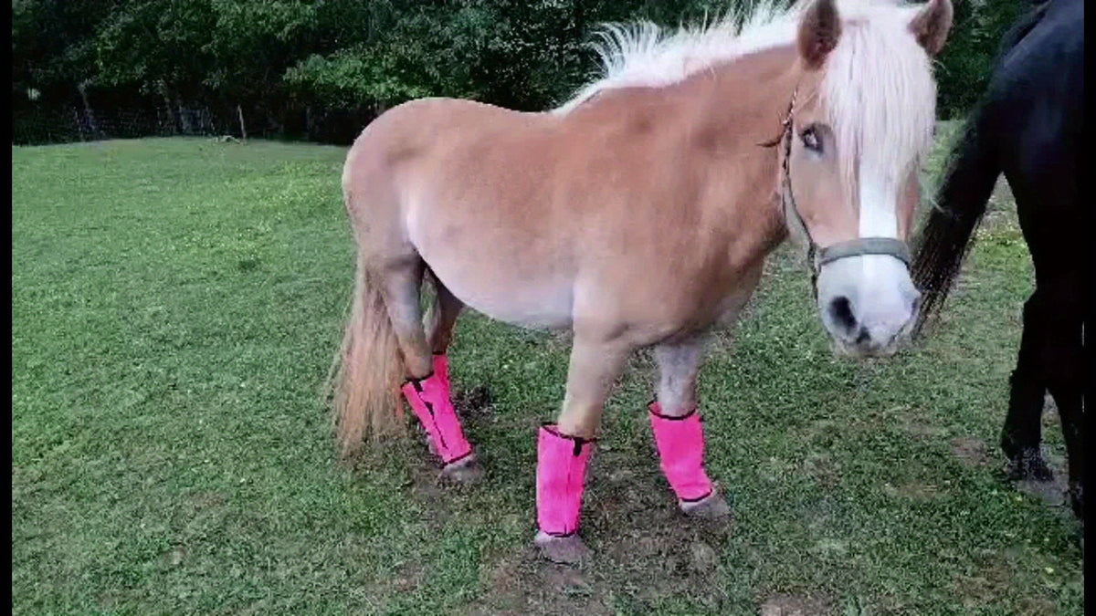 Horse Fly Leg Wraps 12-Pack, Breathable Mesh Equine Leg Covers in Random Colors for Seasonal Fly Coverage and Everyday Horse Care Routines