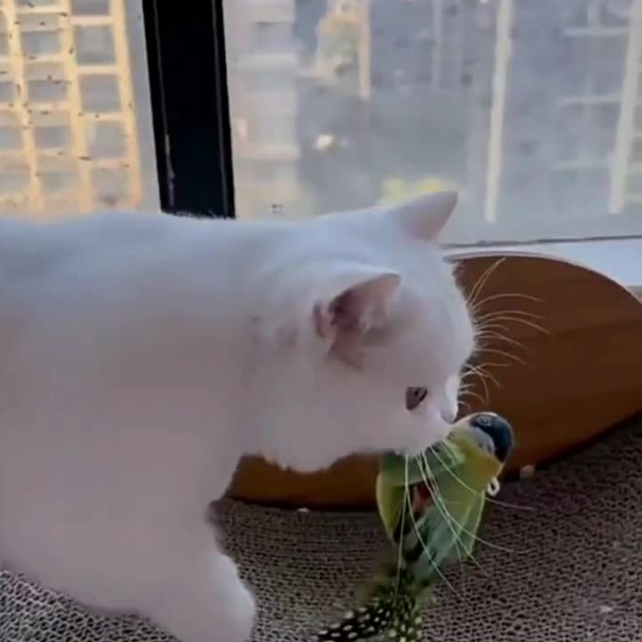 Bird Sound Cat Toy 2-Pack with Leaf Details, Random Color Simulated Birds for Kittens and Indoor Cats, Supervised Chase and Batting Play