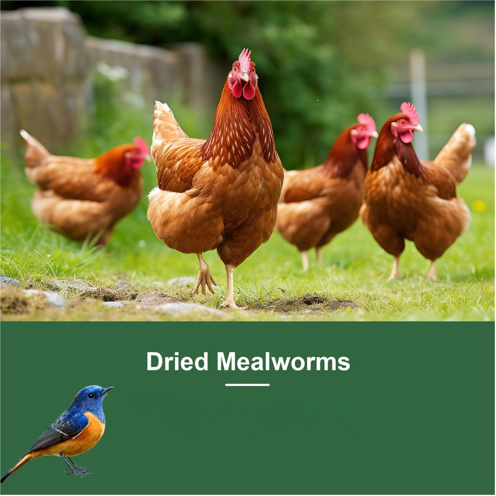 Dried Mealworms for Chickens and Wild Birds, Insect Treats for Backyard Feeding and Foraging Routines with Small and Bulk Weight Options
