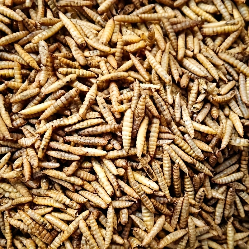 Bulk BSFL Chicken Treats, Dried Black Soldier Fly Larvae in 10, 20 or 30 lb Packs for Backyard Poultry, Supplemental Feeding and Foraging