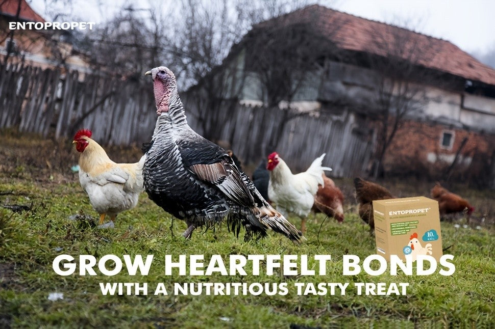 Bulk BSFL Chicken Treats, Dried Black Soldier Fly Larvae in 10, 20 or 30 lb Packs for Backyard Poultry, Supplemental Feeding and Foraging