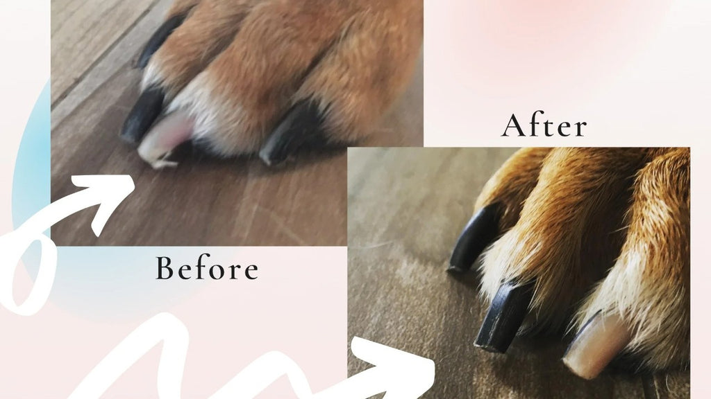 Dog Nail Scratch Pad with Treat Drawer, Interactive Paw Filing Board for Reward-Based Home Grooming, Board and Replacement Sandpaper Options