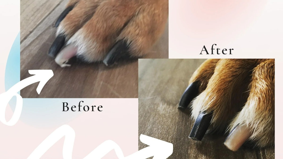 Dog Nail Scratch Pad with Treat Drawer, Interactive Paw Filing Board for Reward-Based Home Grooming, Board and Replacement Sandpaper Options
