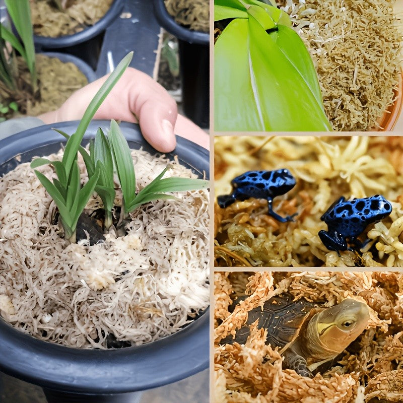 Peat Moss for Reptile Habitats, Orchids and Carnivorous Plants, Compressed Water-Expanding Dry Moss in 100g or 200g Packs for Planting Projects