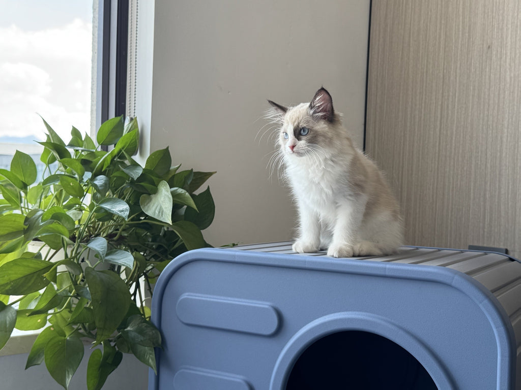 Blue Resin Cat House for Indoor and Outdoor Use, Easy-to-Assemble and Easy-to-Clean Pet Resting Shelter, 20.83 x 14.21 x 15.91 Inches