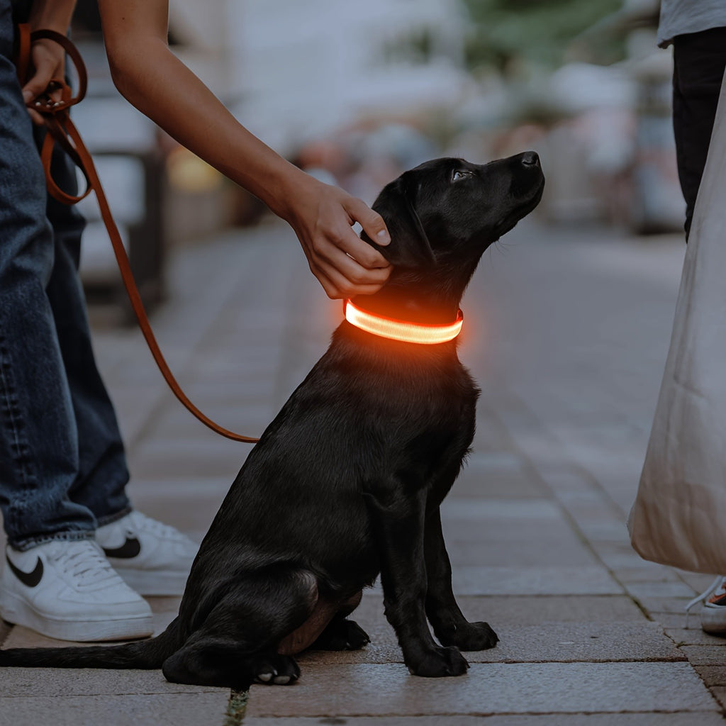 Light Up Dog Collar with 4 Bells, Micro USB Rechargeable LED Nylon Pet Collar with Adjustable Fit, Plastic Buckle and D-Ring for Night Walks